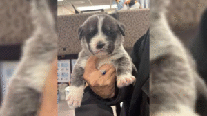 Read more about the article Davis County Man Arrested After Throwing Six Puppies From Moving Car