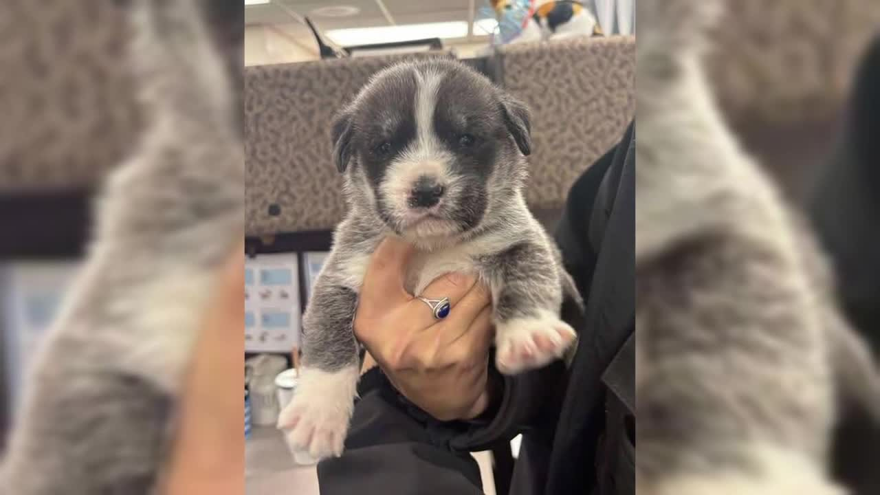 Read more about the article Davis County Man Arrested After Throwing Six Puppies From Moving Car