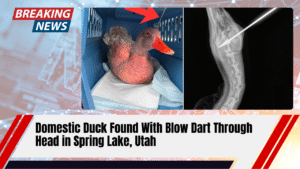 Read more about the article Domestic Duck Found With Blow Dart Through Head in Spring Lake, Utah: Investigation Underway