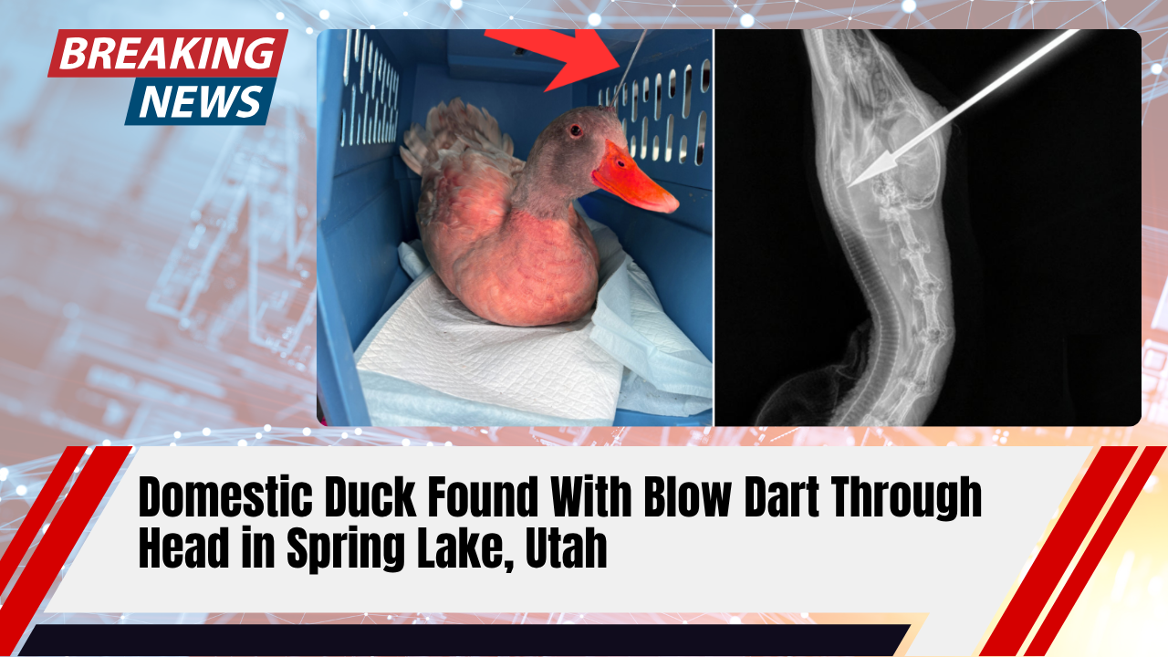You are currently viewing Domestic Duck Found With Blow Dart Through Head in Spring Lake, Utah: Investigation Underway