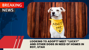 Read more about the article Looking to Adopt? Meet “Lucky” and Other Dogs in Need of Homes in Roy, Utah