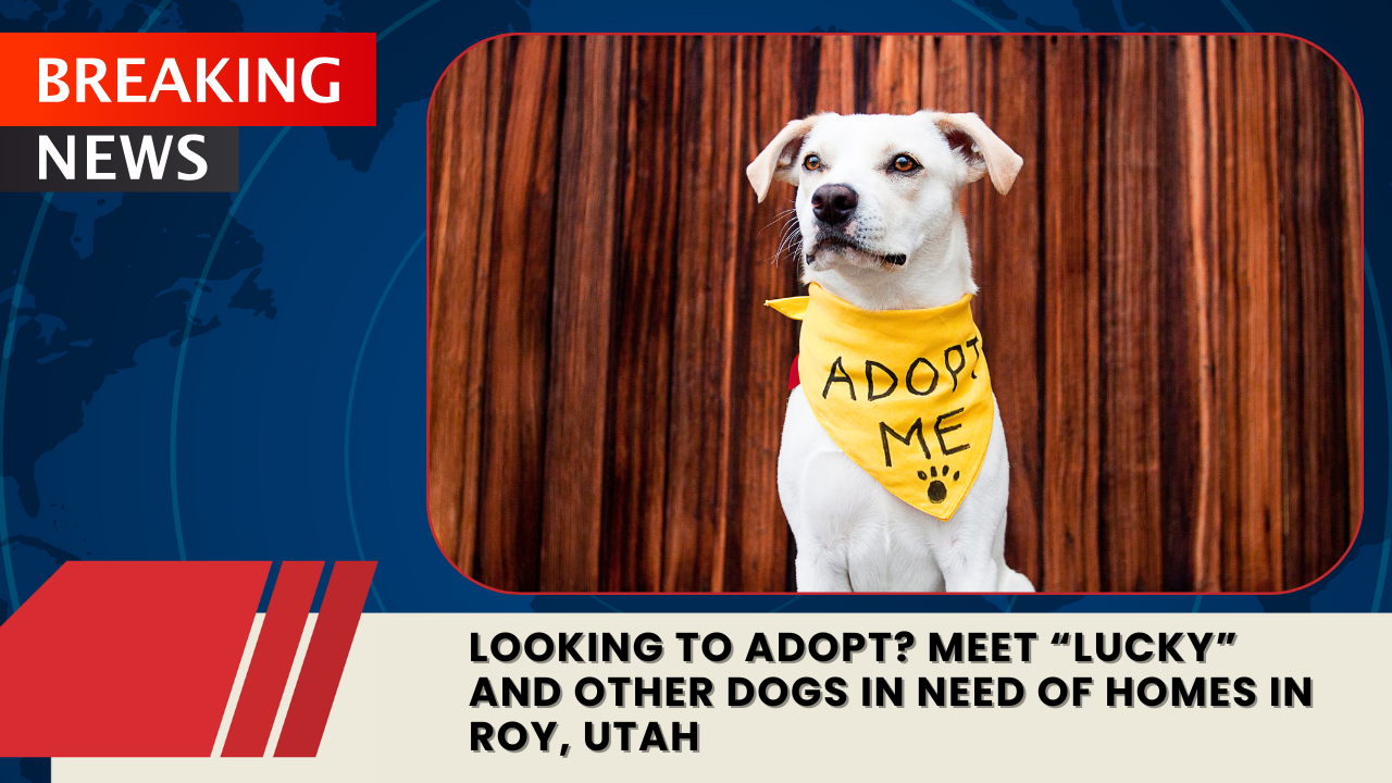 You are currently viewing Looking to Adopt? Meet “Lucky” and Other Dogs in Need of Homes in Roy, Utah