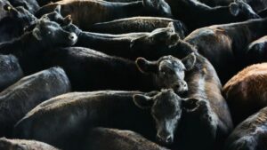 Read more about the article Nevada Ranchers and Senators Criticize Trump’s Plan to Import Beef