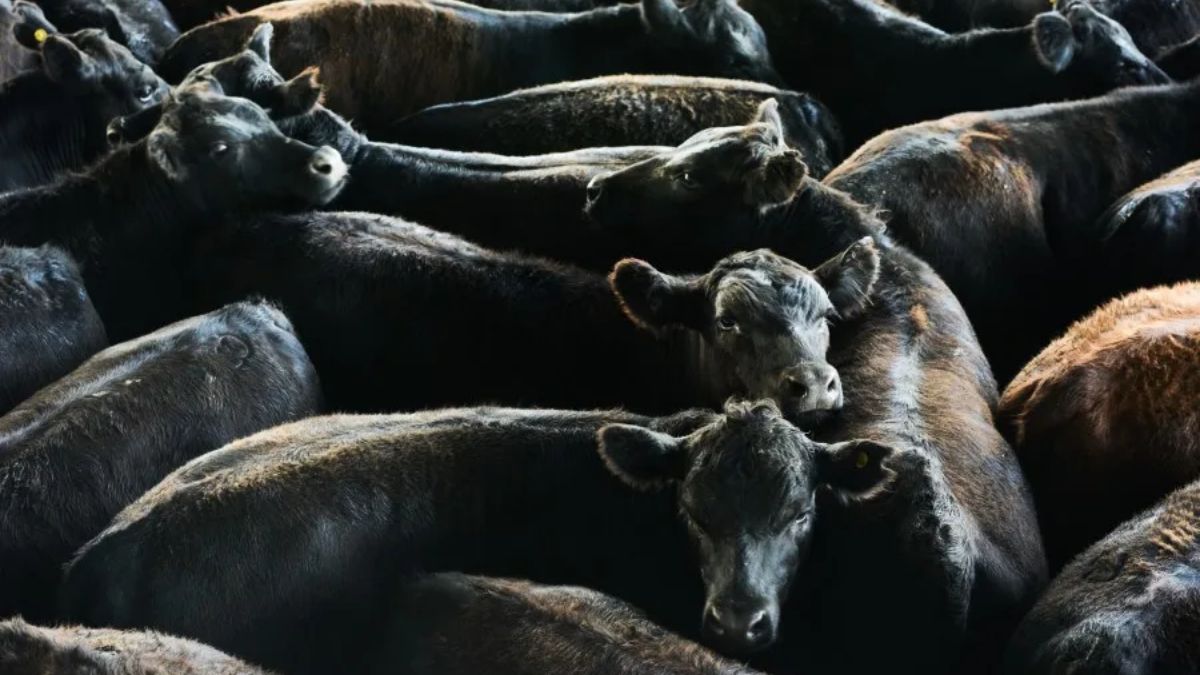 Read more about the article Nevada Ranchers and Senators Criticize Trump’s Plan to Import Beef
