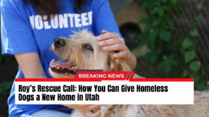 Read more about the article Roy’s Rescue Call: How You Can Give Homeless Dogs a New Home in Utah
