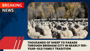 Read more about the article Thousands of Sheep to Parade Through Brigham City in Nearly 100-Year-Old Family Tradition