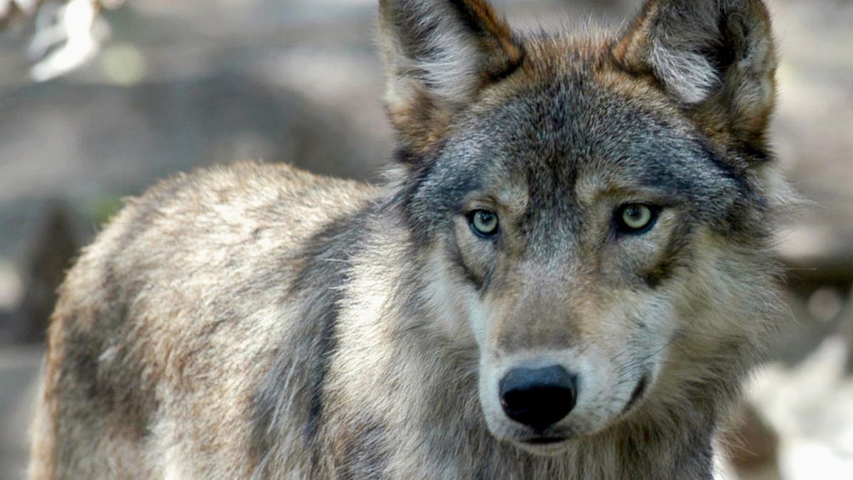 You are currently viewing U.S. Fish and Wildlife Service Informs Colorado: No Additional Wolves Will Be Imported from Canada or Alaska