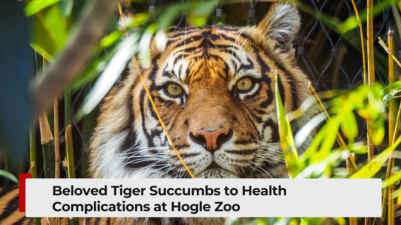 Beloved Tiger Succumbs to Health Complications at Hogle Zoo