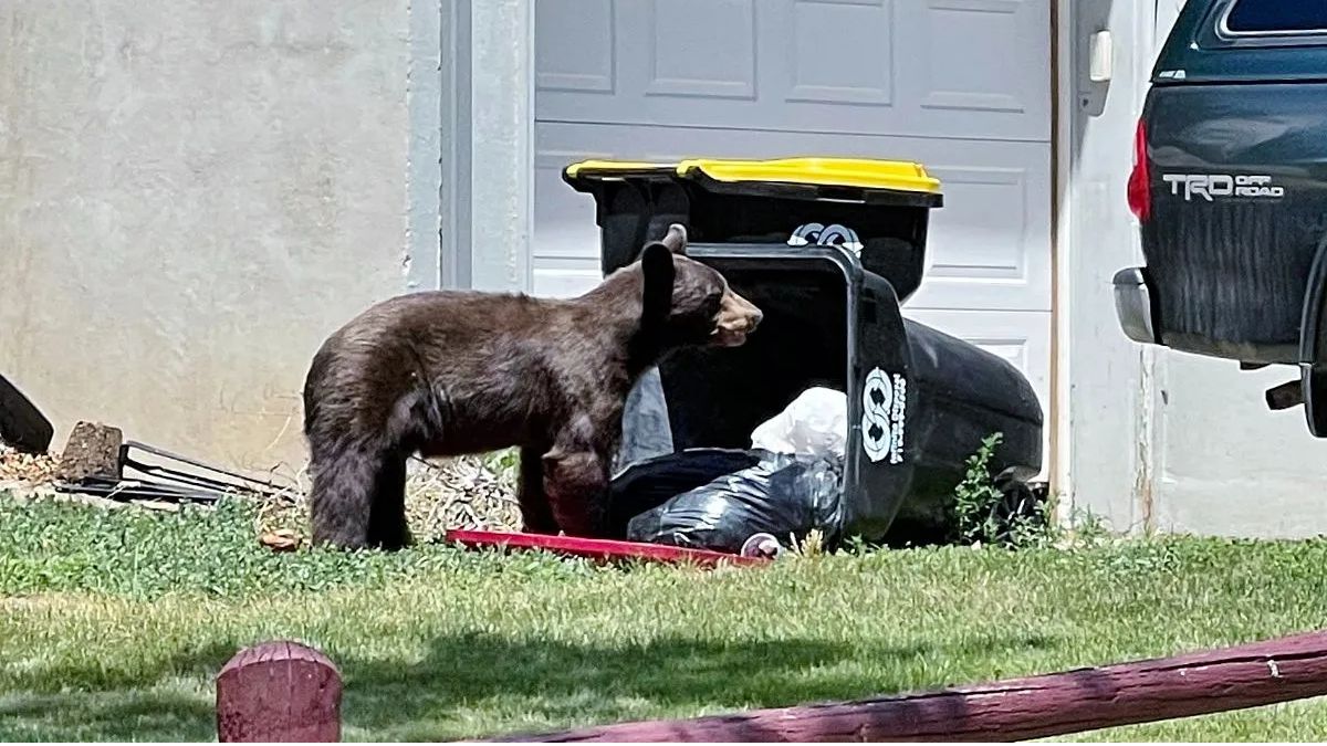 Damaged Trash Cans Near the University of Colorado Boulder Campus Are Drawing Bears