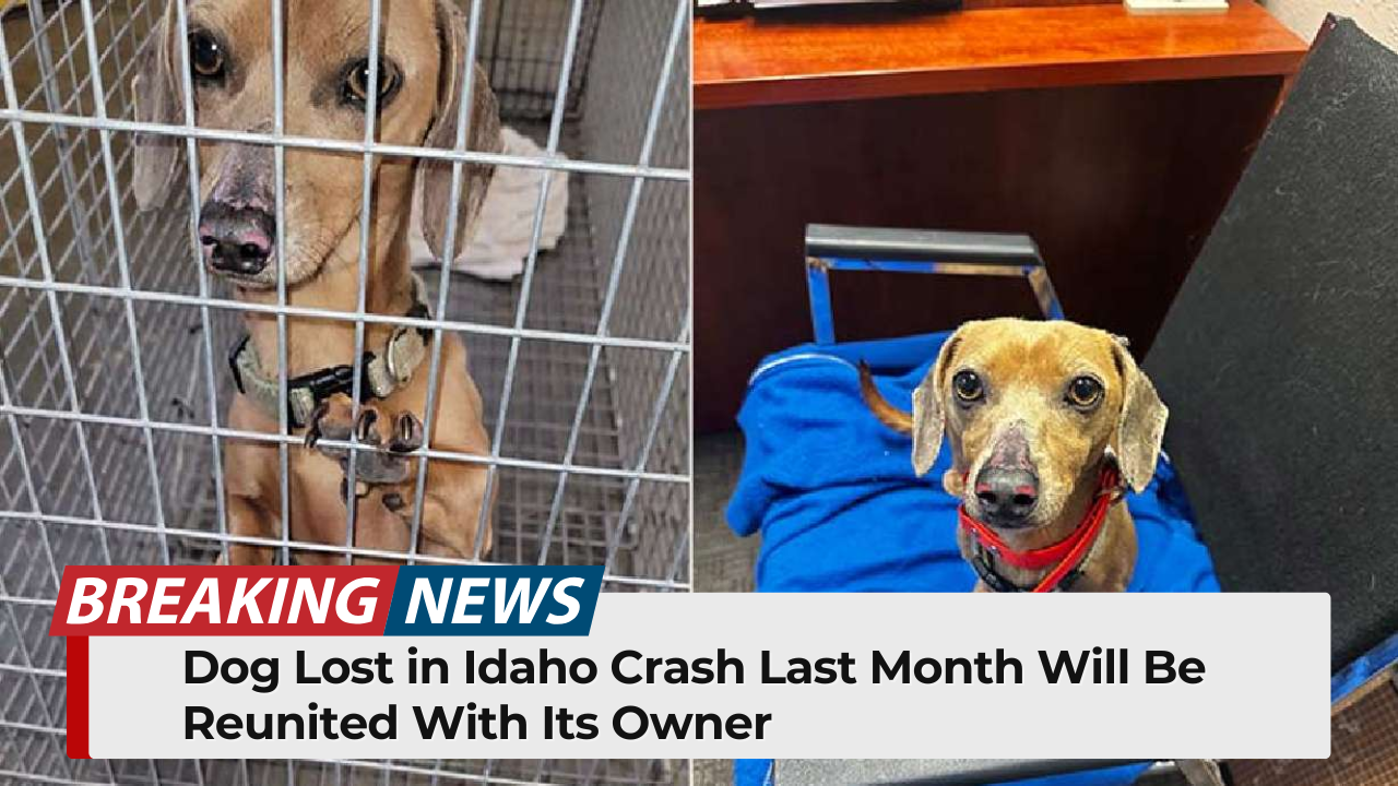 Dog Lost in Idaho Crash Last Month Will Be Reunited With Its Owner