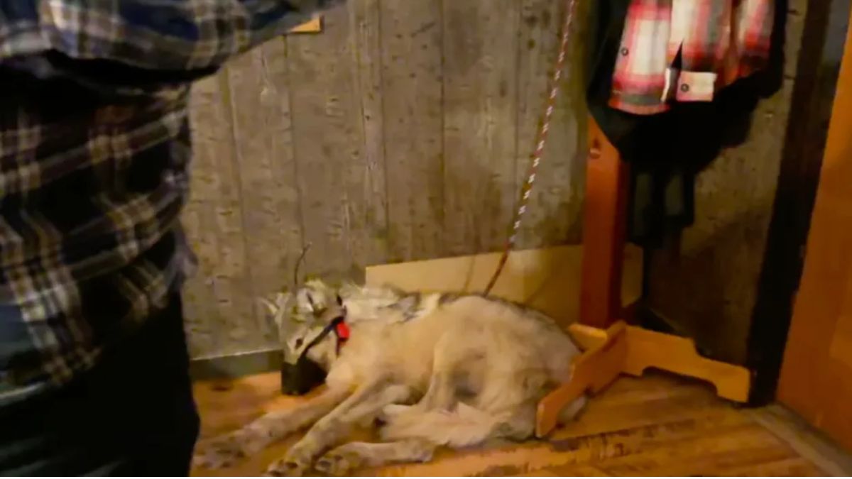 Wyoming Man Pleads Not Guilty to Animal Cruelty After Allegedly Bringing a Muzzled Wolf into a Bar