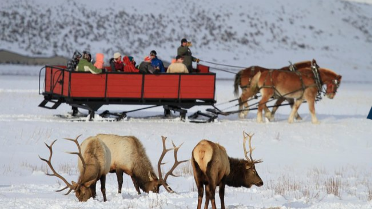 Cache Valley's Famous Elk Sleigh Rides Altered by Unseasonable Warmth