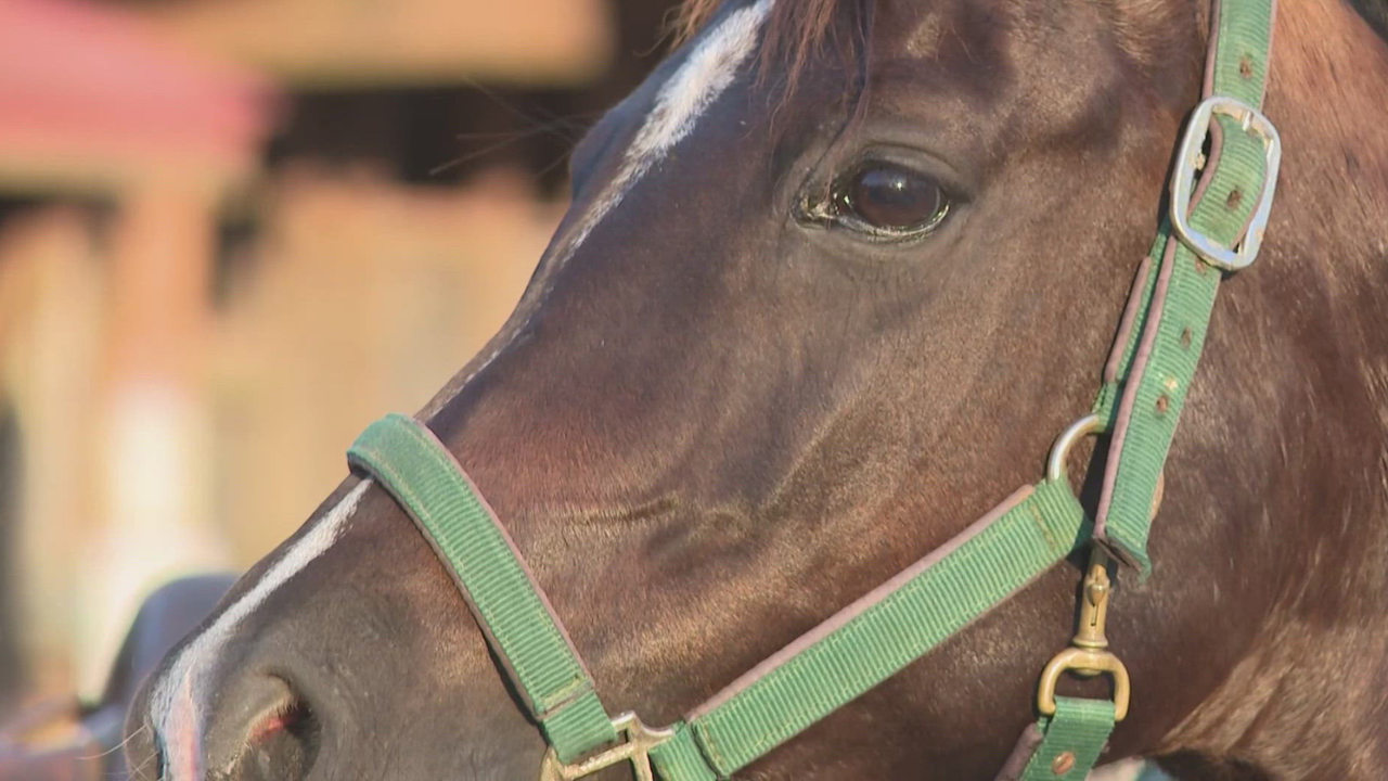 Horse Virus Outbreak Raises Alarms Ahead of National Finals Rodeo