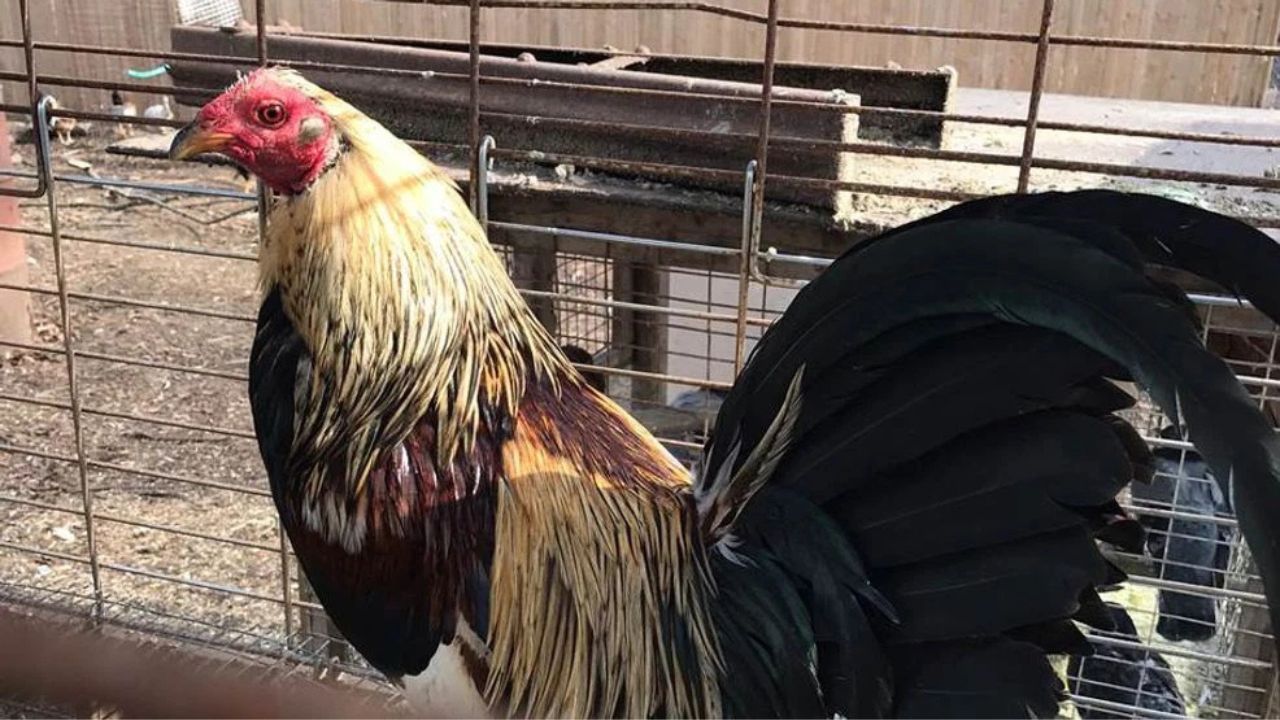 Provo Authorities Arrest 17, Including Minor, in Illegal Cockfighting Ring