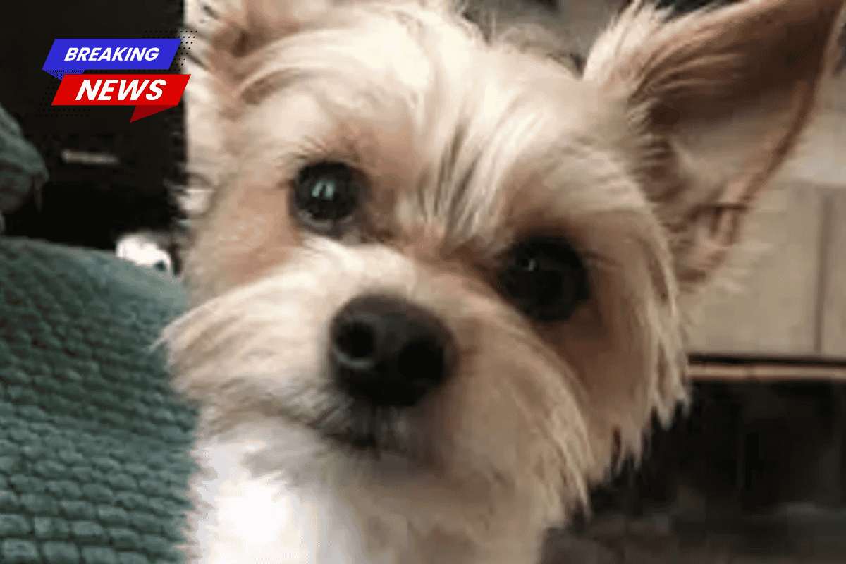 14-Year-Old Arrested After Social Media Challenge Causes Death of Woman’s Dog: ‘Did not deserve to die that way’