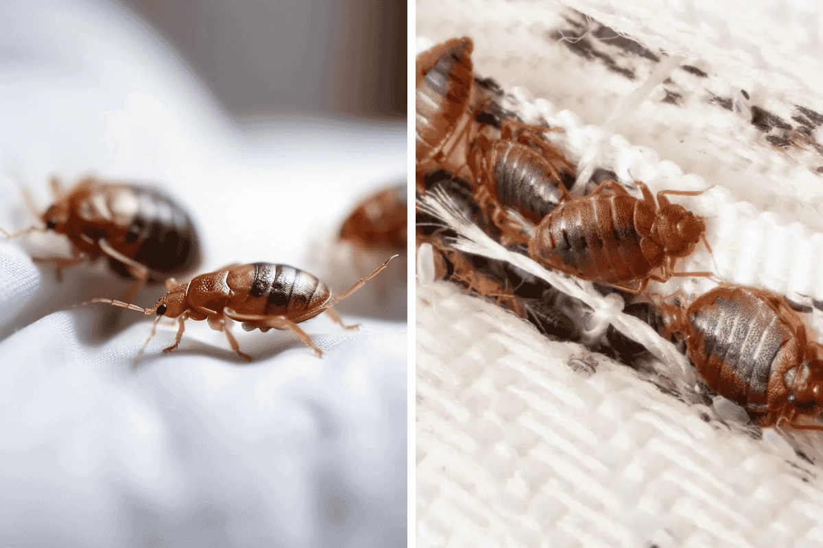 Insect Invasion: 5 Arkansas Cities Combatting Bed Bug Onslaught