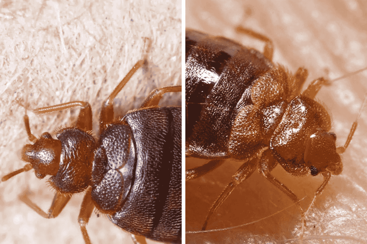 Insect Invasion 5 Colorado Cities Combatting Bed Bug Onslaught