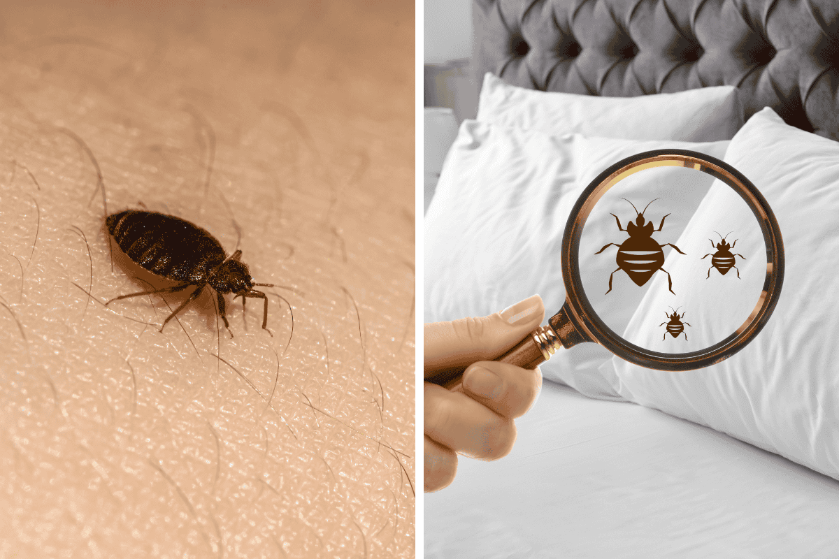 Insect Invasion 5 Connecticut Cities Combatting Bed Bug Onslaught
