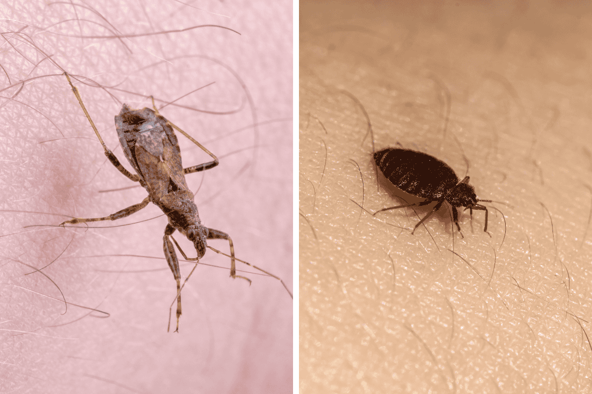 Insect Invasion 5 Kansas Cities Combatting Bed Bug Onslaught