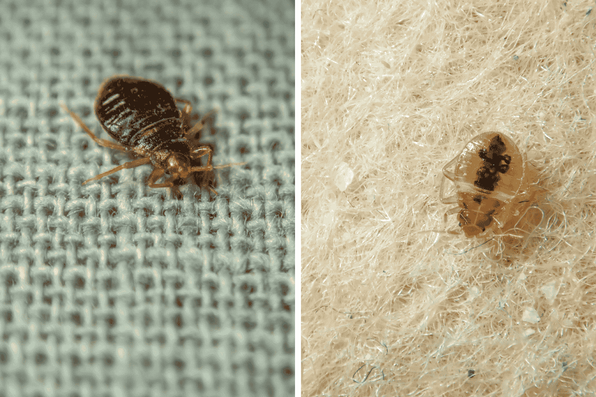 Insect Invasion 5 New Mexico Cities Combatting Bed Bug Onslaught