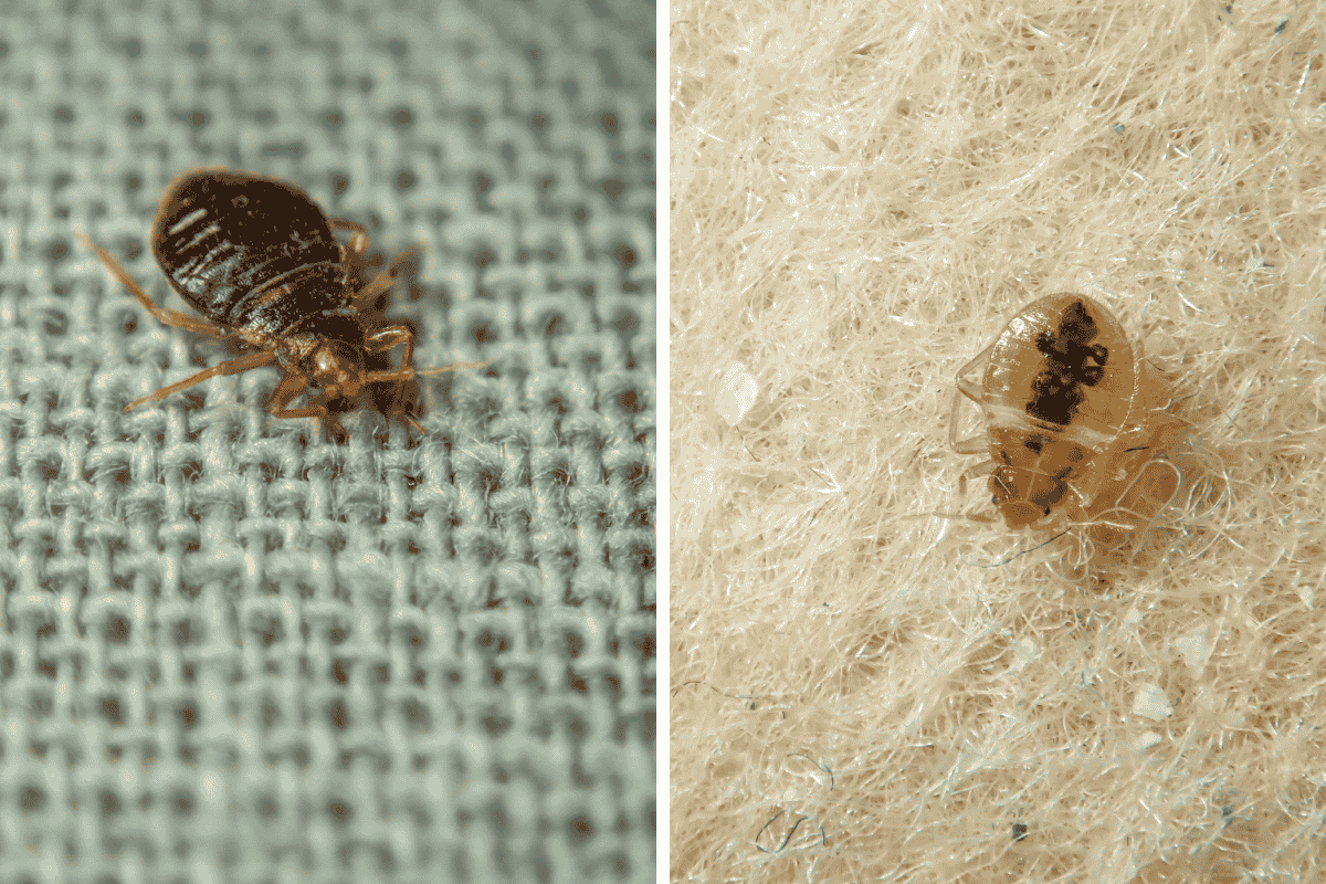 Insect Invasion 5 Oklahoma Cities Combatting Bed Bug Onslaught