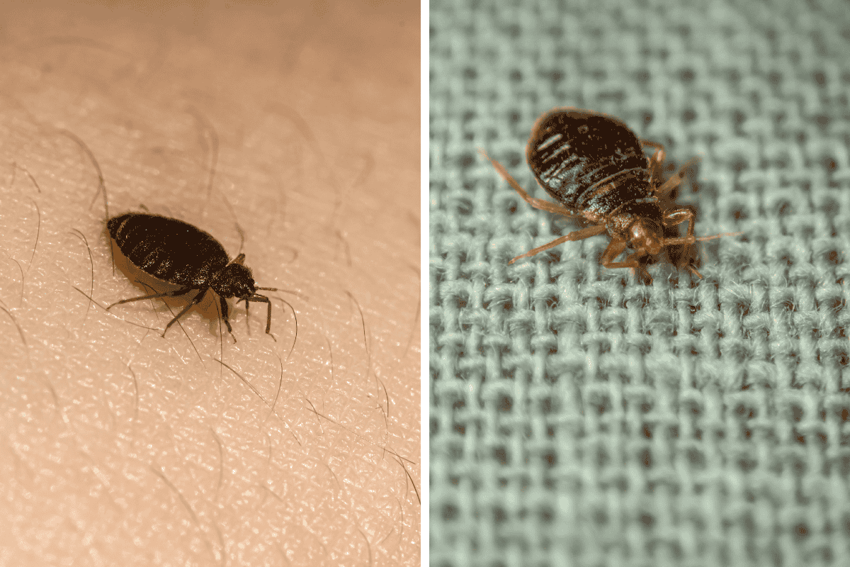 Insect Invasion 5 Utah Cities Combatting Bed Bug Onslaught