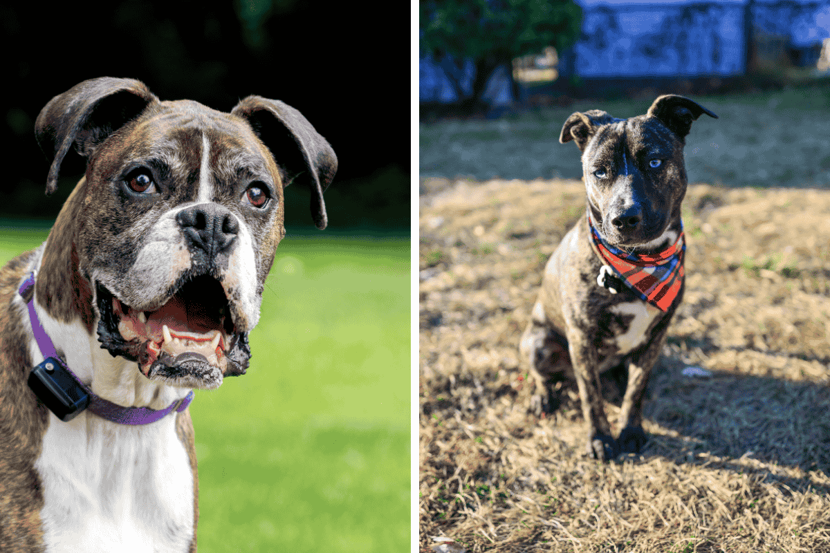 Is It Illegal to Leave Your Pet Chained Outside in Alabama Here's What the Law Says