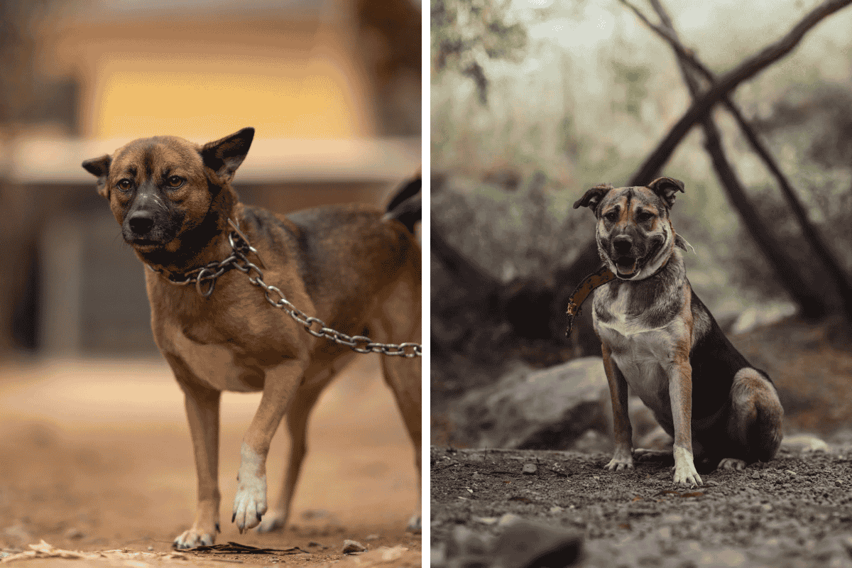 Is It Illegal to Leave Your Pet Chained Outside in Colorado Here's What the Law Says