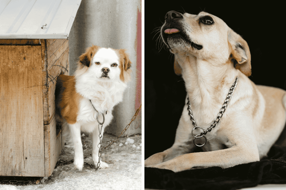 Is It Illegal to Leave Your Pet Chained Outside in Hawaii Here's What the Law Says