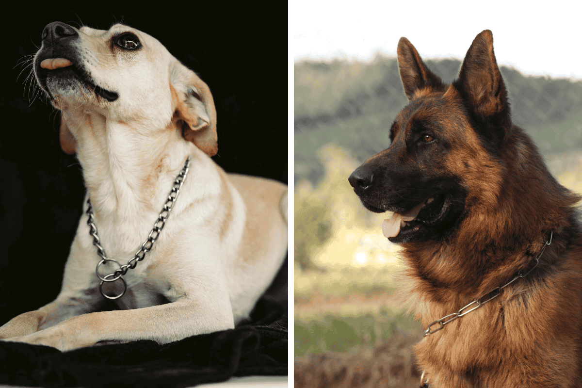 Is It Illegal to Leave Your Pet Chained Outside in Idaho Here's What the Law Says