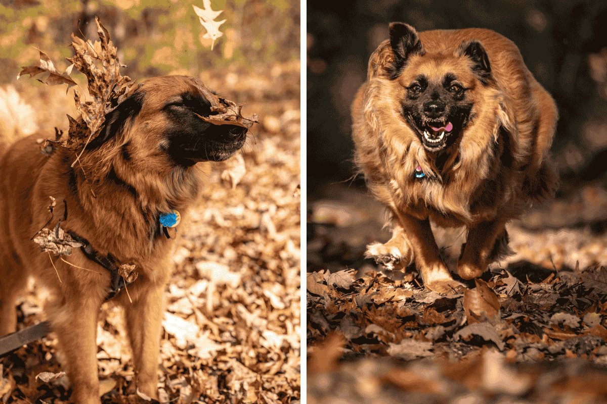 Is It Illegal to Leave Your Pet Chained Outside in Louisiana Here's What the Law Says