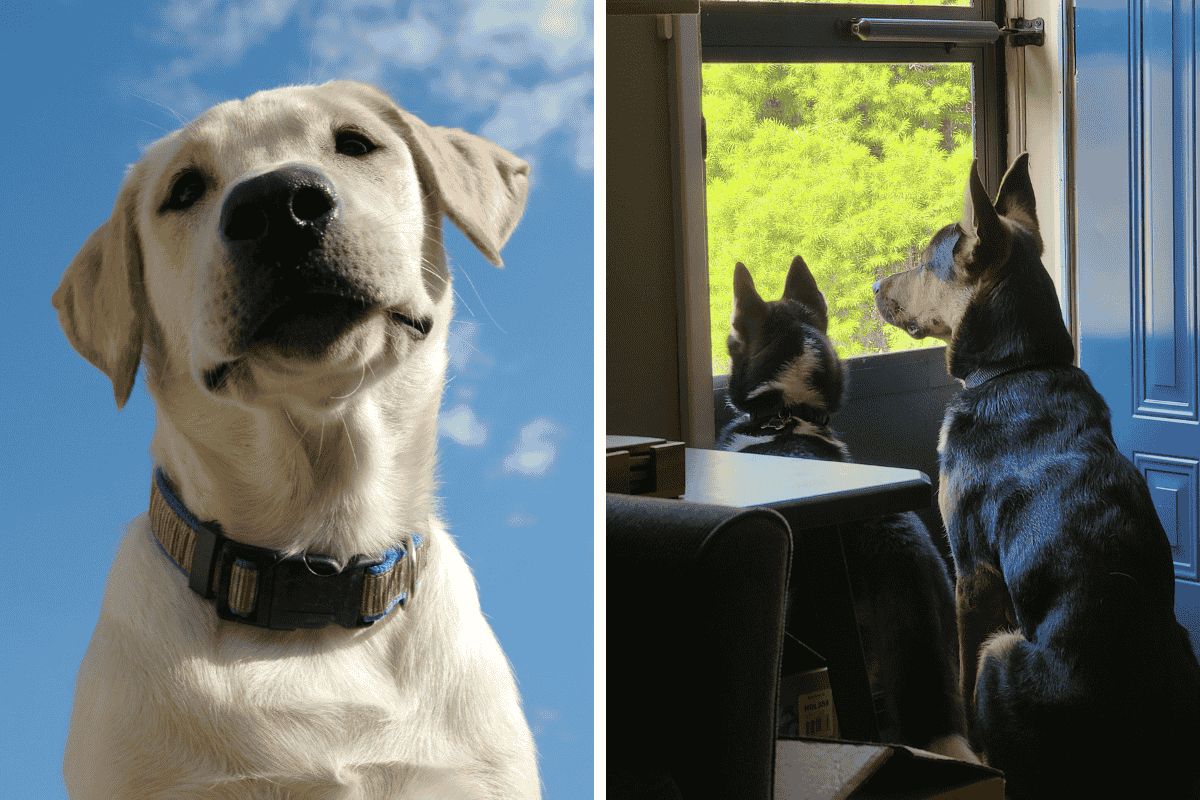 Is It Illegal to Leave Your Pet Chained Outside in Minnesota Here's What the Law Says