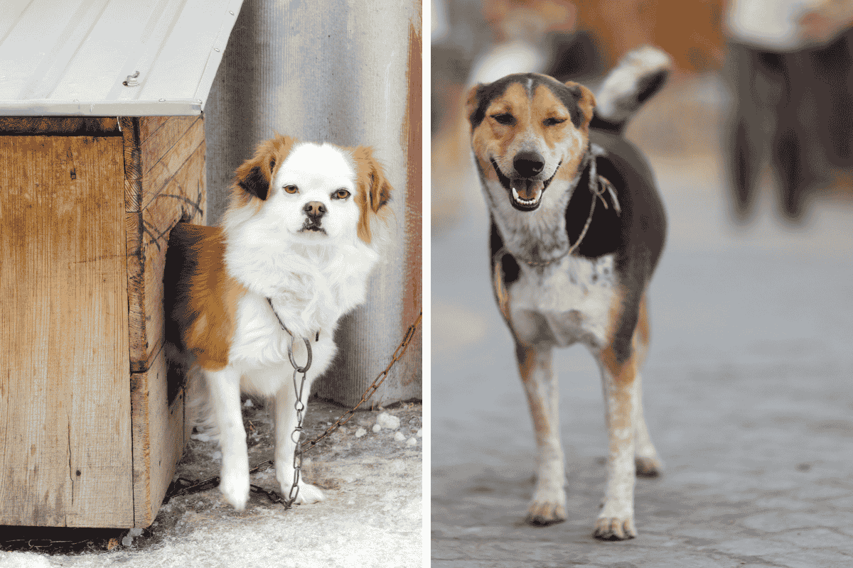 Is It Illegal to Leave Your Pet Chained Outside in Oklahoma Here's What the Law Says