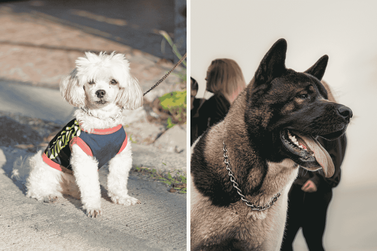 Is It Illegal to Leave Your Pet Chained Outside in Oregon Here's What the Law Says