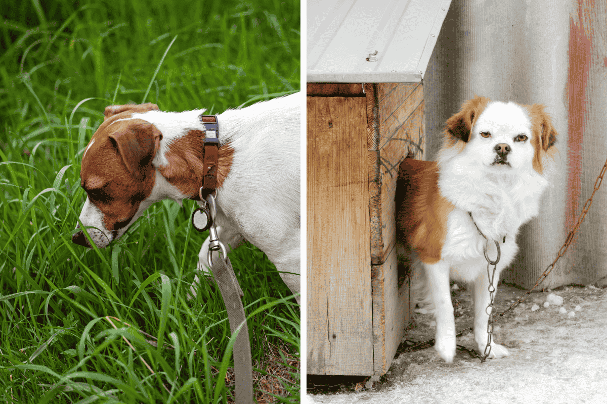 Is It Illegal to Leave Your Pet Chained Outside in South Carolina Here's What the Law Says