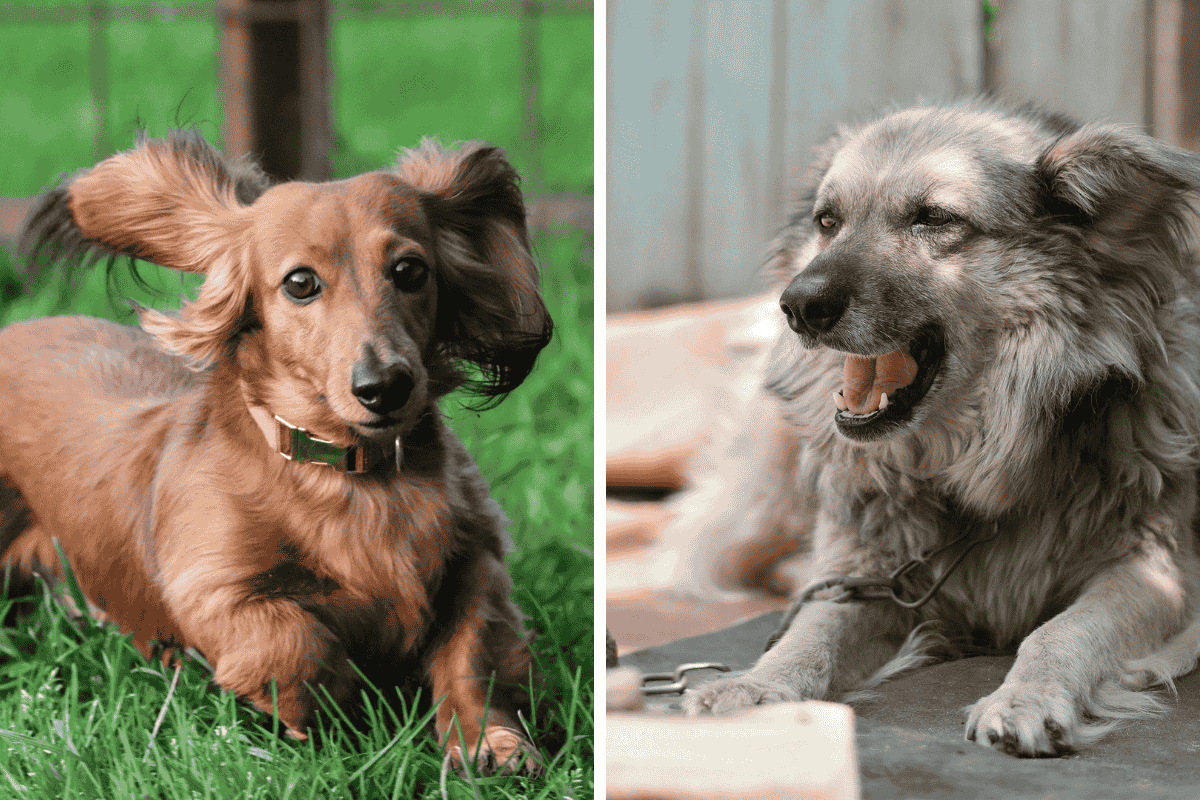 Is It Illegal to Leave Your Pet Chained Outside in West Virginia? Here’s What the Law Says