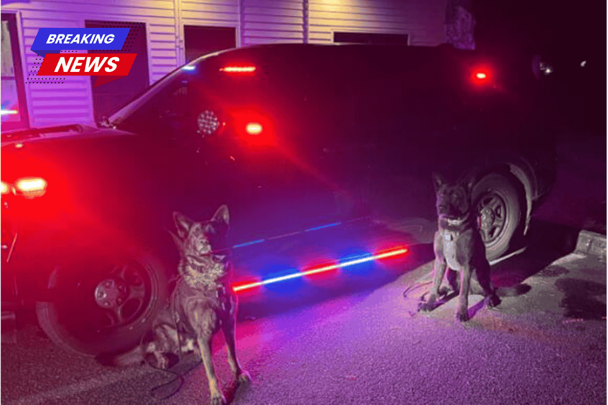 Thurston County K9s Proclaimed 'Hide and Seek Champions' Following Series of Successful Tracks on Thursday Night