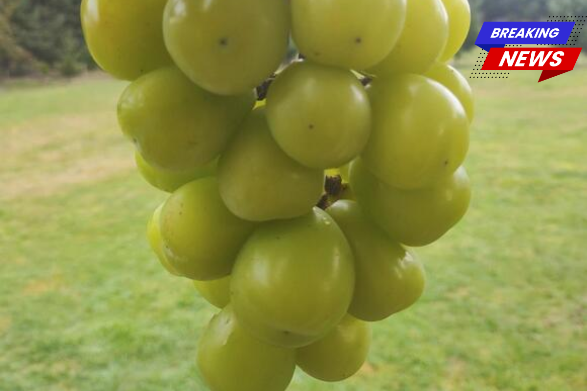 The Costco Grape Everyone Is Talking About: What You Should Know