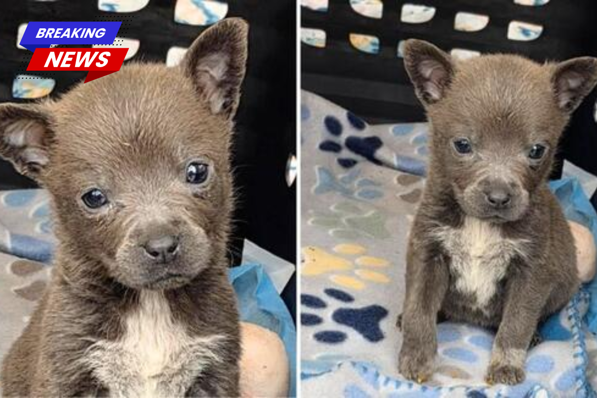 Meet Yoshi Kart, the 5 pound puppy in need of a new home after her mother and owner could no longer feed her