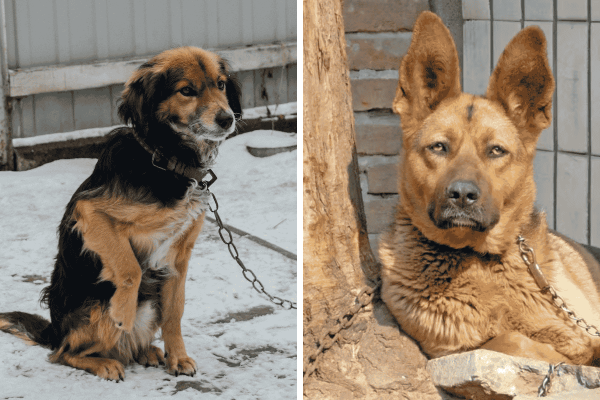 Is It Illegal to Leave Your Pet Chained Outside in New Mexico Here's What the Law Says